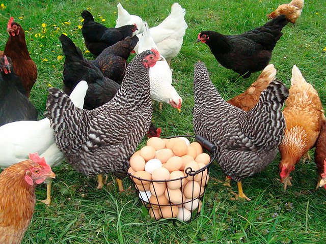 Содержание кур и уход за ними | ЗооТом - продажа, вязка и услуги для животных в Сатке
