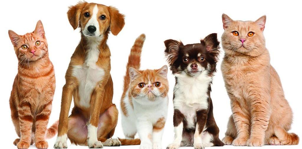 Доска объявлений о животных | ЗооТом - продажа, вязка и услуги для животных в Сатке