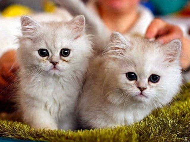Породы кошек в Сатке | ЗооТом портал о животных