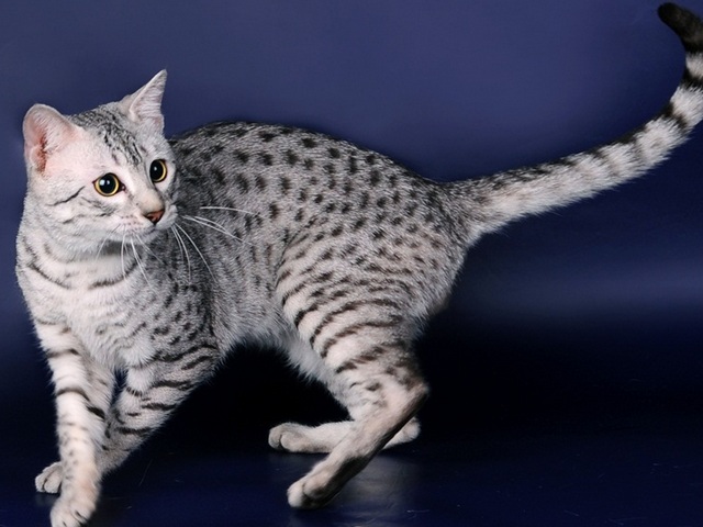Породы кошек в Сатке | ЗооТом портал о животных