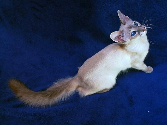 Выведенные породы кошек в Сатке | ЗооТом портал о животных