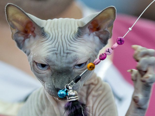 Выставки кошек в Сатке | ЗооТом портал о животных