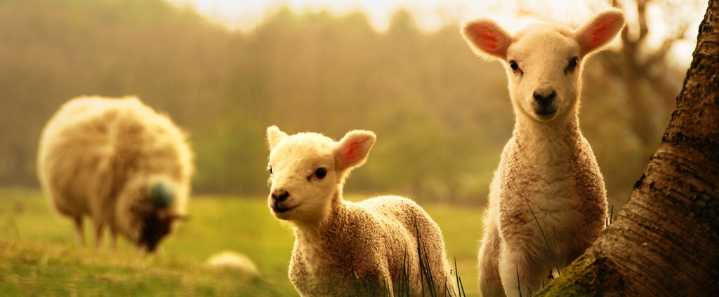 Объявления о сельскохозяйственных животных | ЗооТом - продажа, вязка и услуги для животных в Сатке