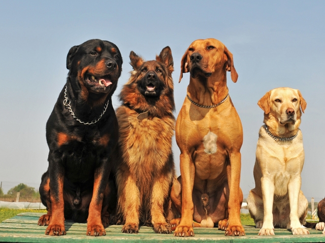 Крупные породы собак в Сатке | ЗооТом портал о животных